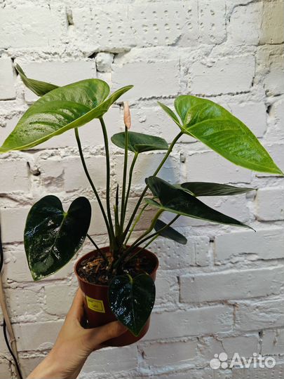 Антуримы намора, спирит и свит дрим