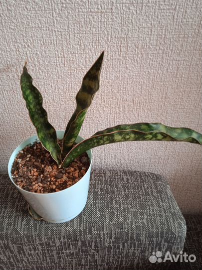 Сортовая санса Стар Каньен Гранит,доставка