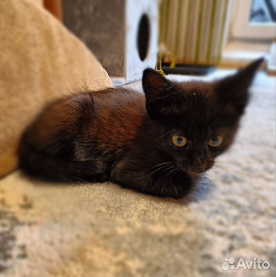 Кошка в дар бесплатно
