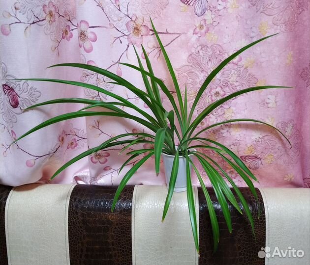 Традесканция зебрина и хлорофитум