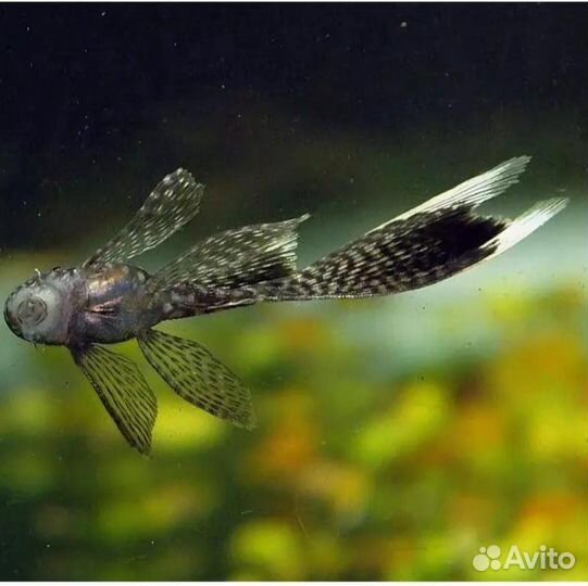 Анциструс вуалевый стрекоза