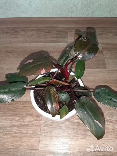 Филодендрон Pink Princess