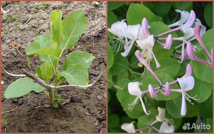 Садовые растения