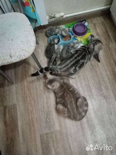 Британские котята