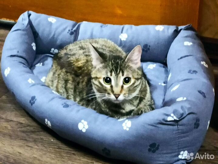 Кошка-невеличка