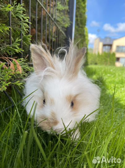 Отдам в хорошие руки бесплатно, с большой клеткой