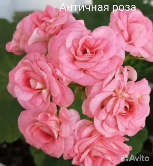 Герань пеларгония