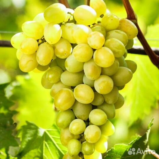 Розы. Саженцы растений