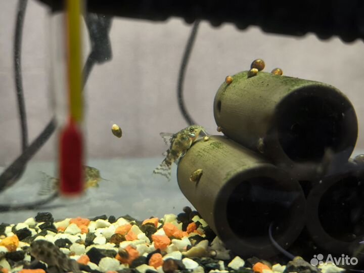 Сомы коридорасы крапчатые