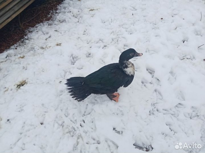 Индоутка с утятами 20 шт