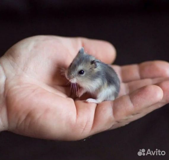 Грызуны в добрые руки