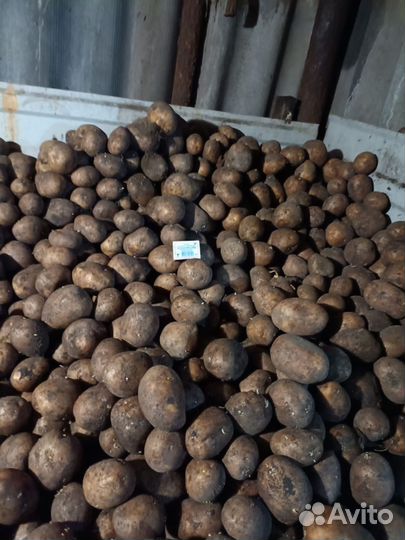 Картофель 100 ведер