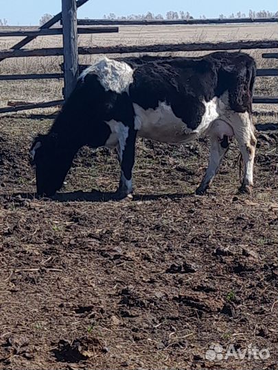 Корова,телята