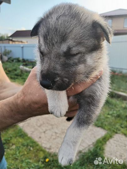 Метис хаски