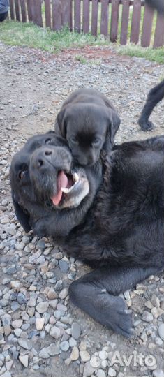Щенки лабрадора