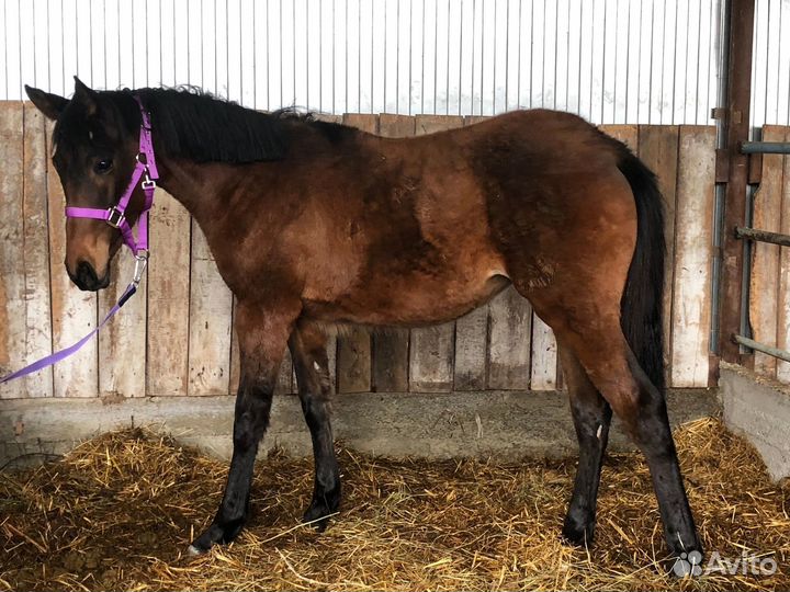 Молодая лошадь тракененской породы