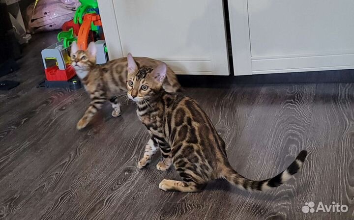 Бенгальская кошка