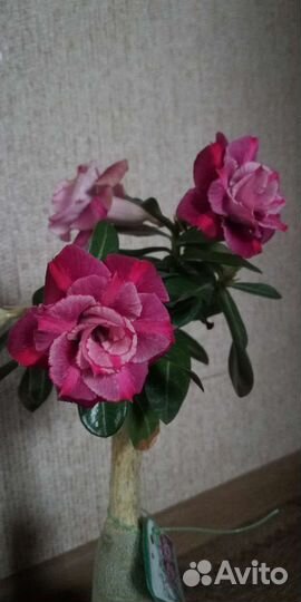 Адениум взрослый, прививки