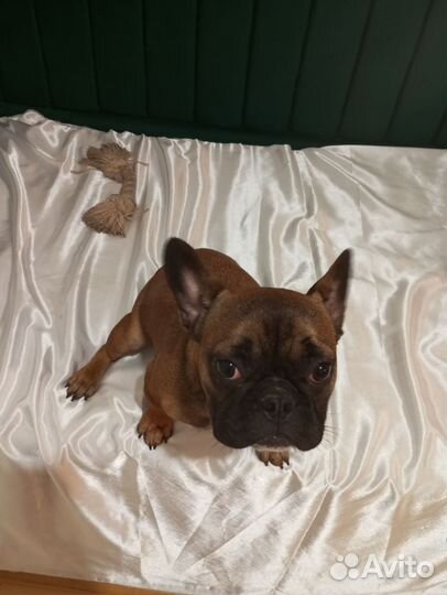 Французский бульдог