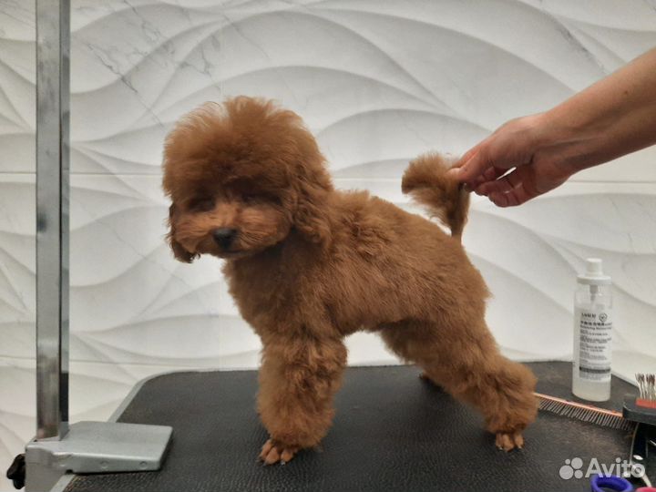 Той-пудель Мини