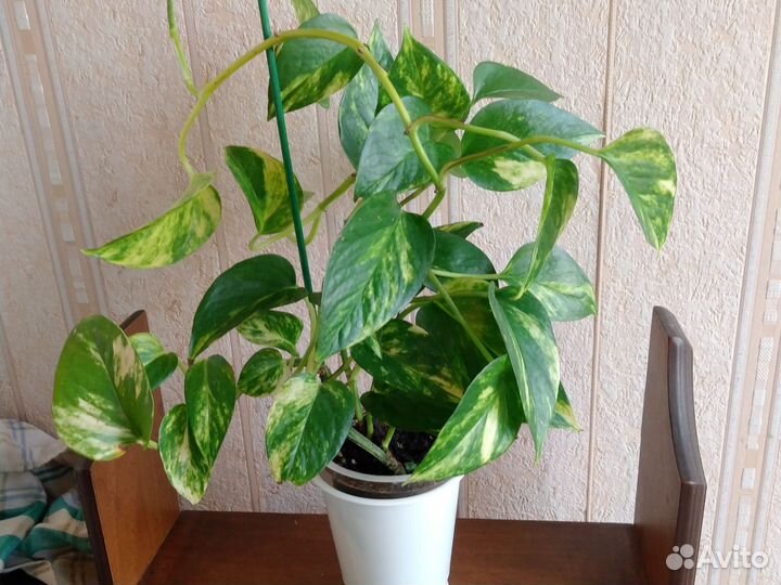 Сциндапсус