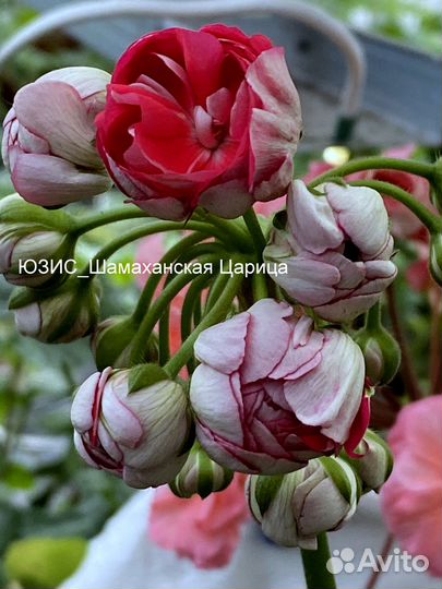 Пеларгонии сортовые юзис Шамаханская Царица