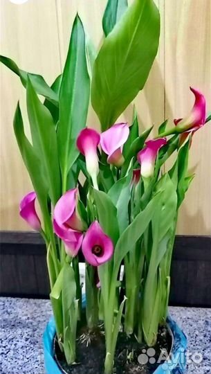 Клубни каллы