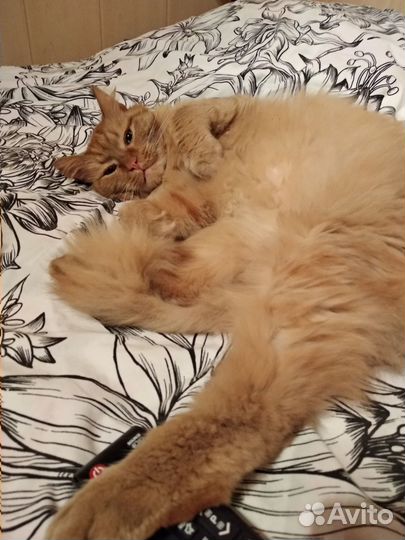Котик, спасите Рыжика