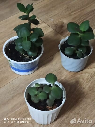 Комнатные растения цветы