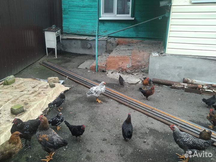 Куры бентамки