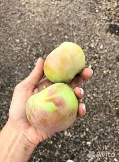 Саженцы яблони оптом и розница