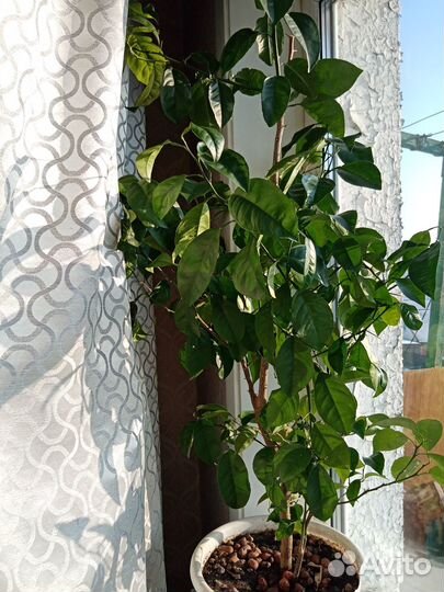 Продам растение мандарин