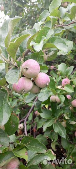 Яблоки, груша