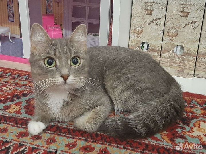Срочноотдам кошку