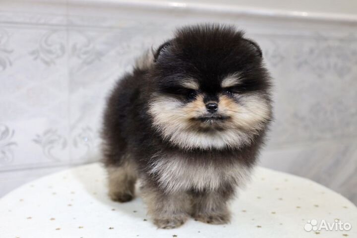 Девочки Померанского Шпица