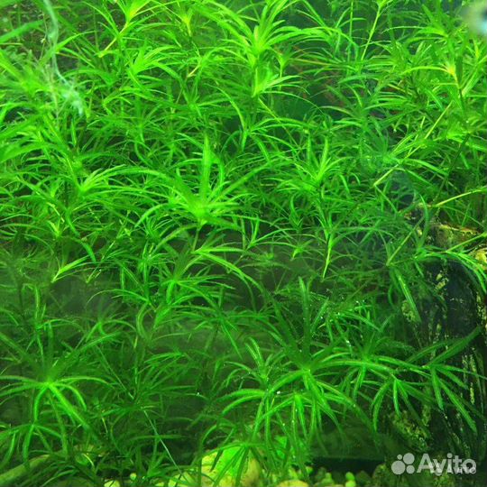 Растения для аквариума