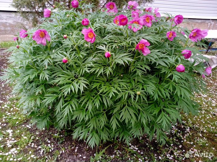 Пион Марьин корень