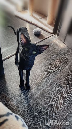 Ориентальные котята