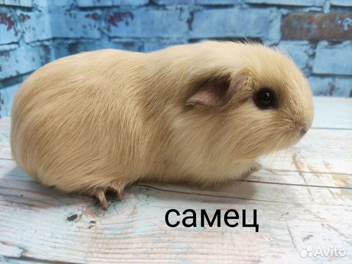 Морские свинки (самцы)