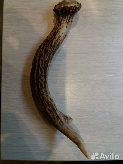 Рога для поделок