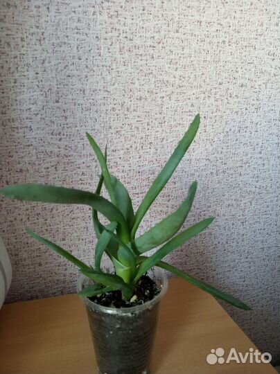 Каланхоэ лечебное и алоэ вера