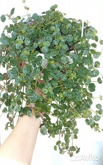 Комнатные цветы для озеленения большие кашпо