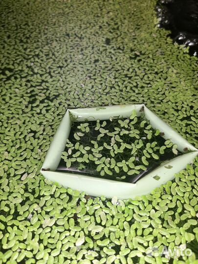 Растения для аквариума