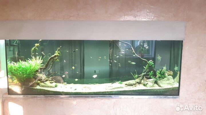 Обслуживание и дизайн аквариумов