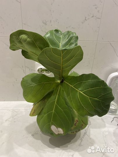 Нематантус лирата муншайн ятрофа красула опунция