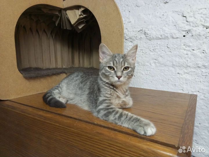 Ириска в дар