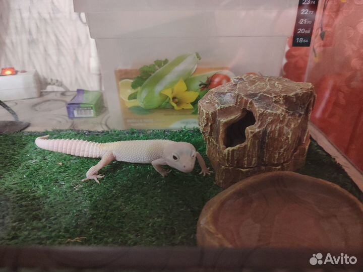 Продам эублефара