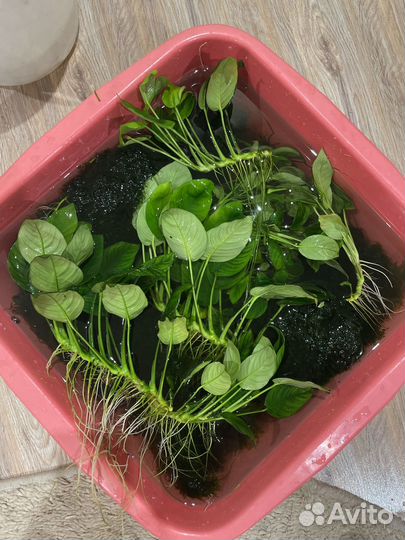 Аквариумные растения