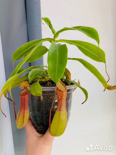 Непентес. Разные виды и размеры