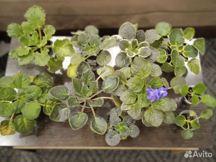 Набор фиалок